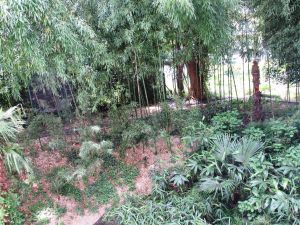 Ausblick in den Bambushain