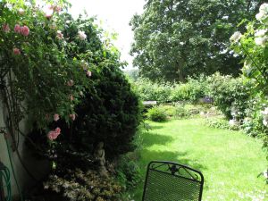 Garten mit englischen Rosenbüschen